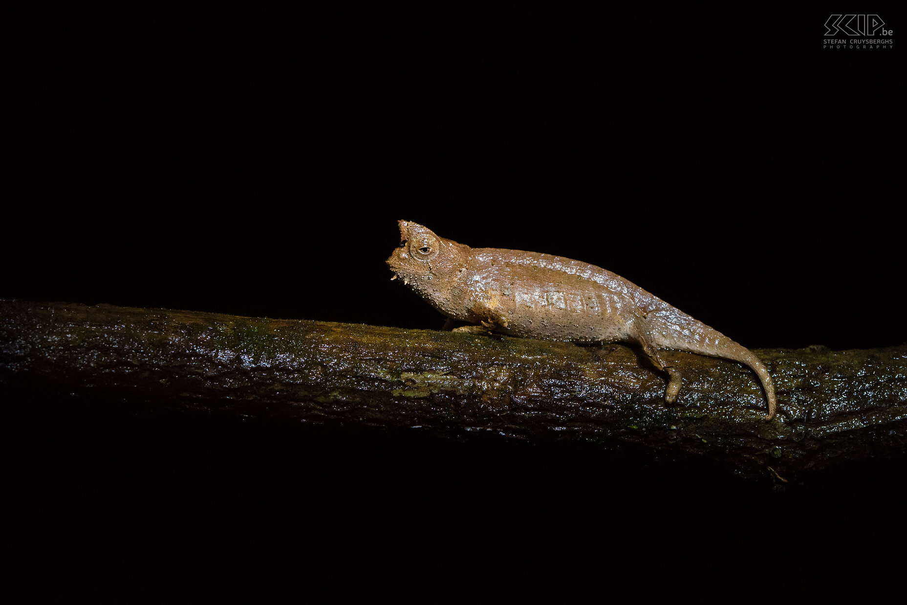 Andasibe - Brown leaf chameleon The brown leaf chameleon or Brookesia superciliaris is a one of the smallest chameleons in the world. It can be found in eastern Madagascar. The size and appearance of this chameleon varies but mostly it has brown or beige colors. It is 3 to 8 centimeters long and has pronounced horns on his head. Like all other chameleons each eye can focus independently and they have a 360-degree arc of vision. It lives on the forest floor and its appearance mimics that of a dead leaf. We found this strange little chameleon during a night walk in the private Mitsinjo Reserve near the Andasibe-Mantadia National Park. Stefan Cruysberghs